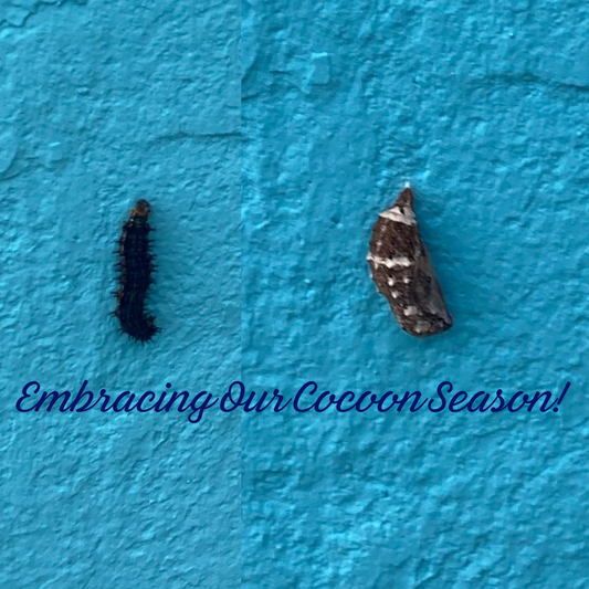 It's Cocoon Season!
